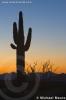 Day's End - Saguaro Cactus