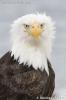 Wind Wash - Bald Eagle