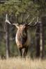 King of the Forest - Elk