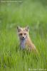 Summer Fox - Red Fox