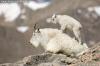 Learning To Climb - Mountain Goat